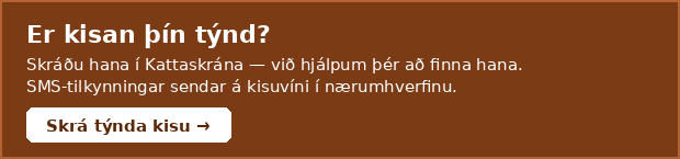 Er kisan þín týnd?