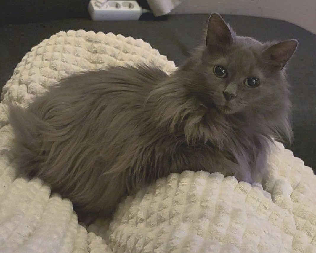 Stella