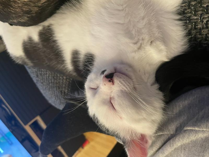 Loki