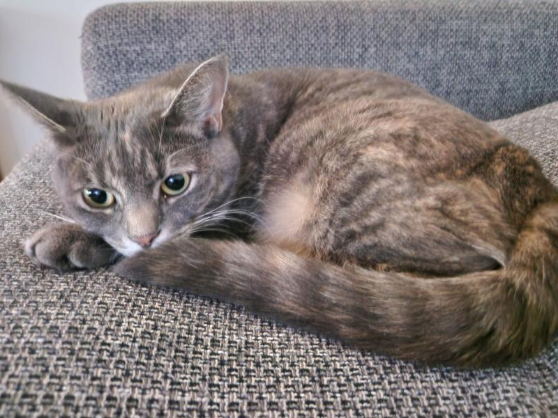 Píla