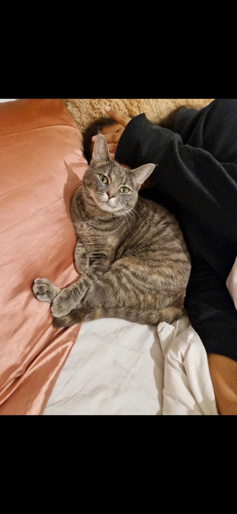 Píla