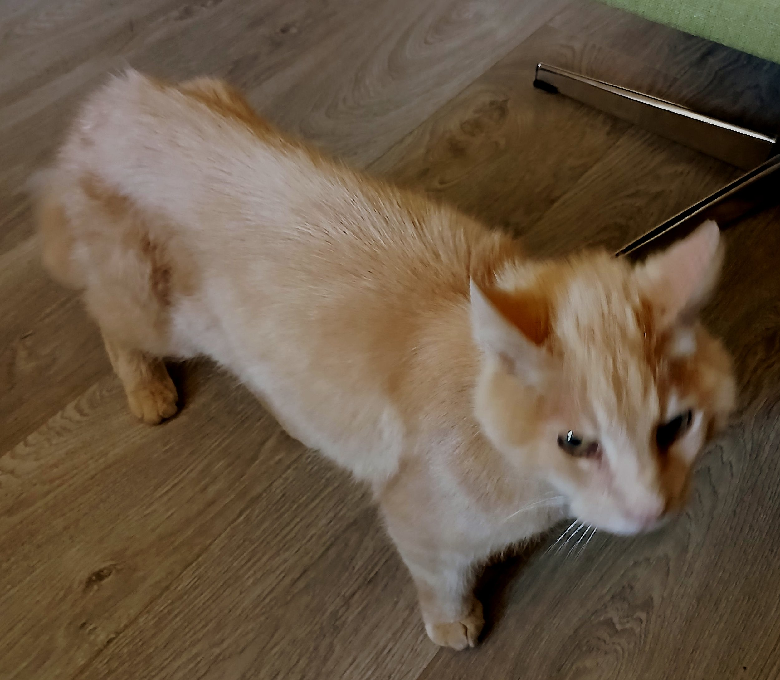 Alfreð