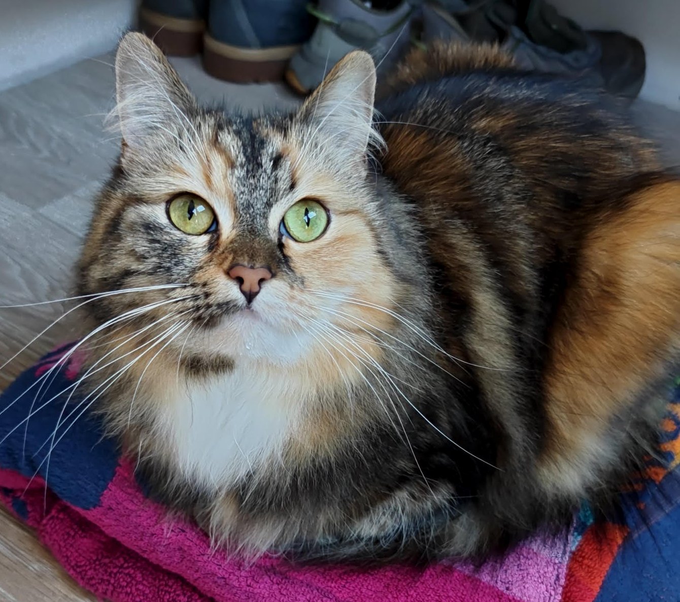 Perla